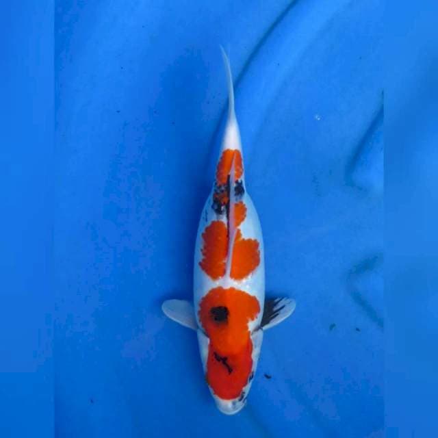 32cm - Showa Short body