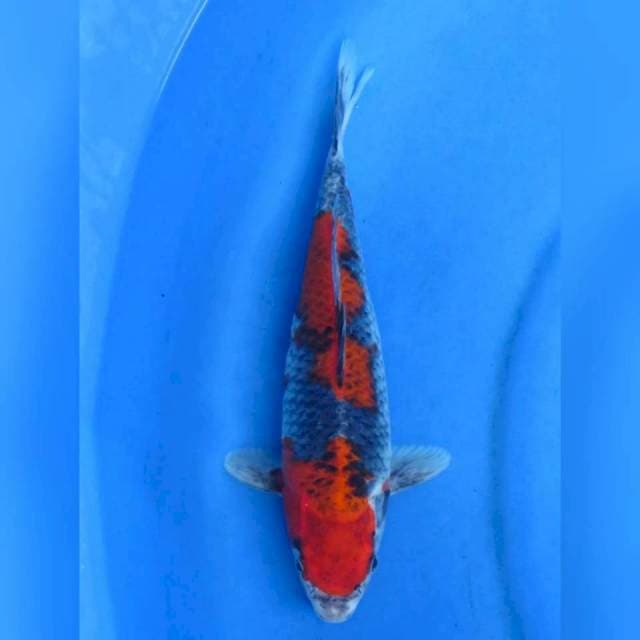32cm - Red Goshiki