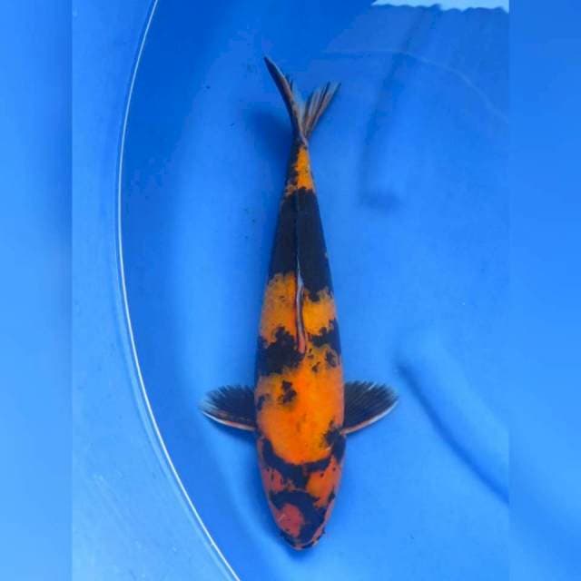 37cm - Hi Utsuri