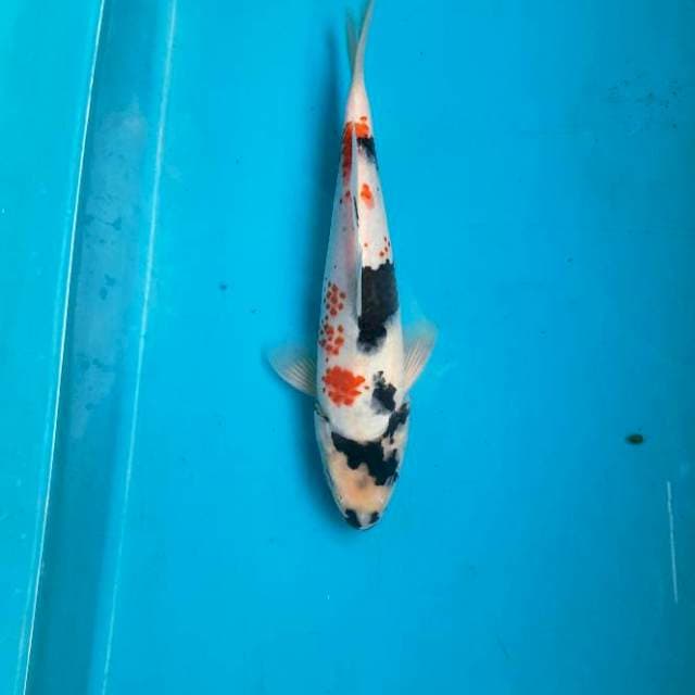 Kanoko showa 24cm M