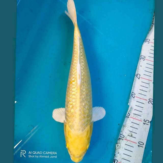 Ogon Ginrin 37cm