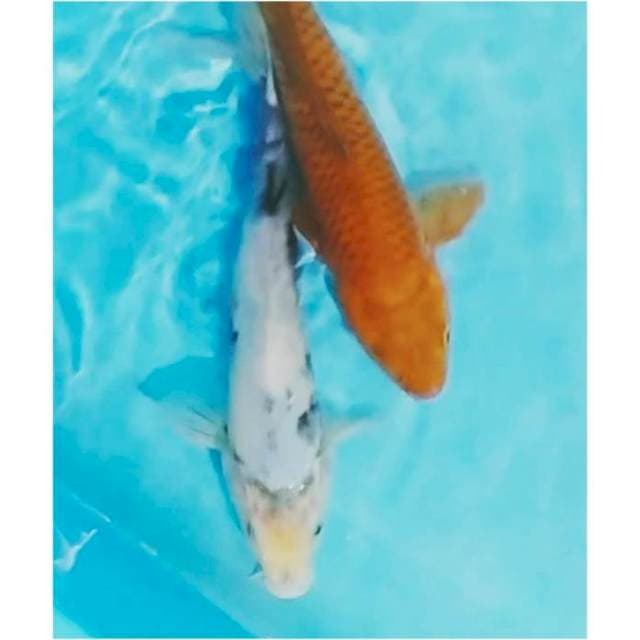 02#siro tategoi & cagoi tembaga 27,28cm