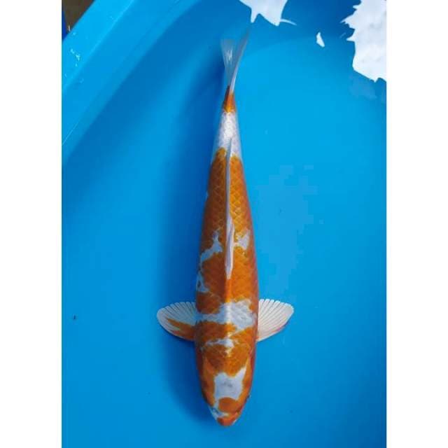 hariwake male 41 cm