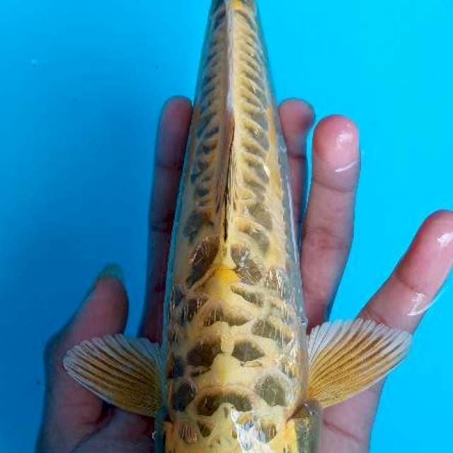 Mukasi aragoke ginrin size 28 cm