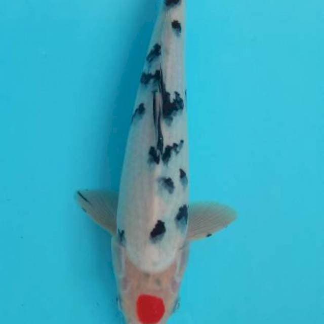Tancho sanke 28cm