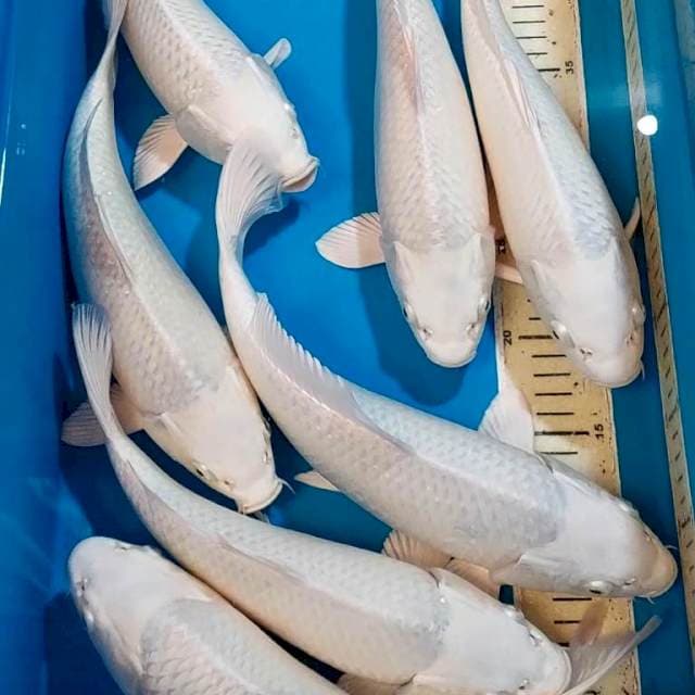 PLATINUM BULKY 30-33 CM 8 EKOR