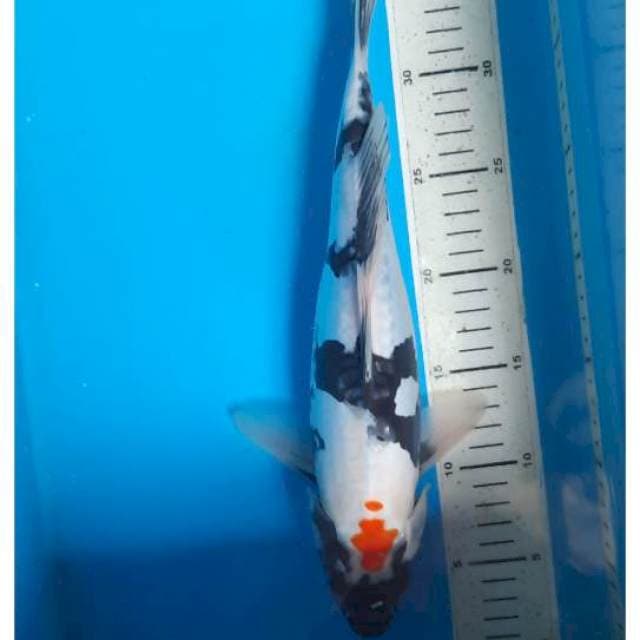Tancho doits 36cm