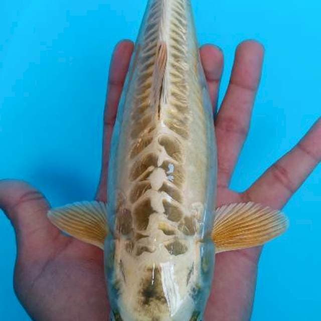 Mukasi aragoke ginrin 28cm