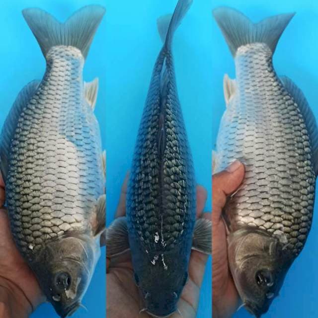 Soramidori ginrin punuk badak 27cm