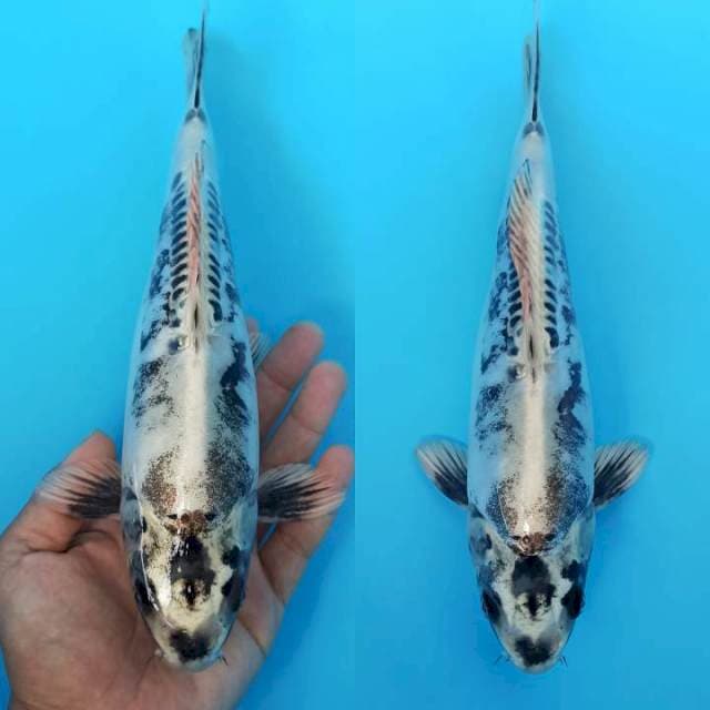 Kikokuryu berkarat 25+cm