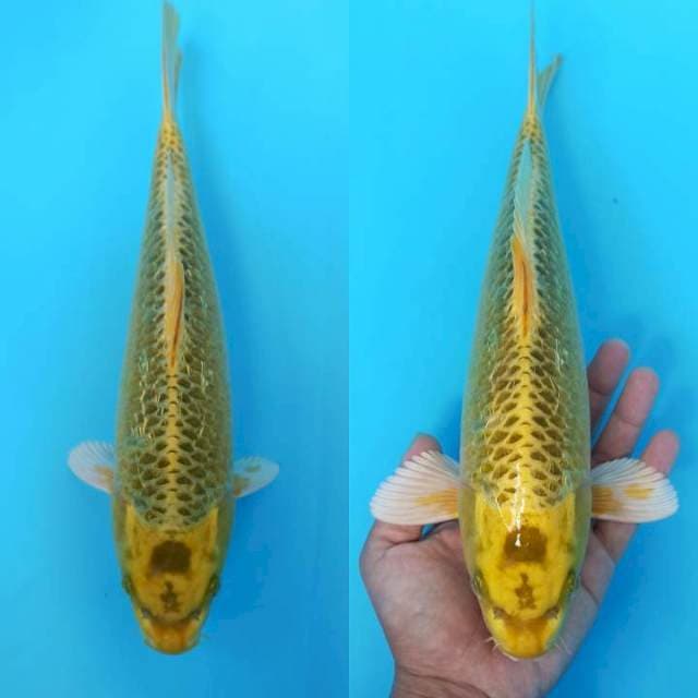 Kin matsuba semi ginrin 32cm