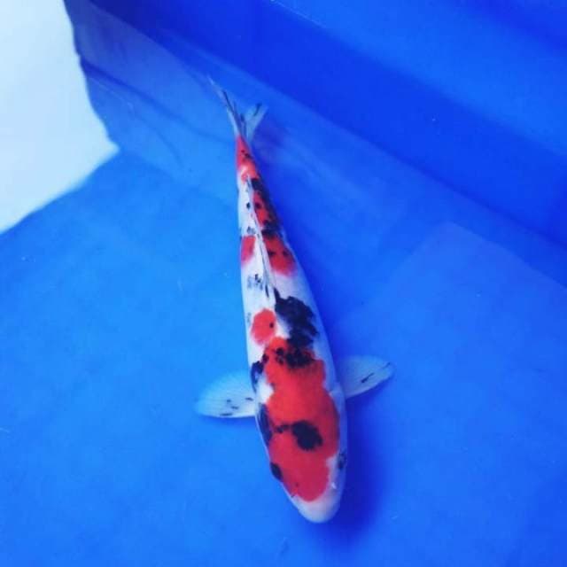 Sanke antik ky Showa, 18 cm