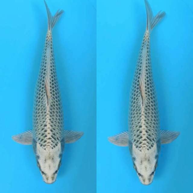 Mukashi ogon strong 34cm