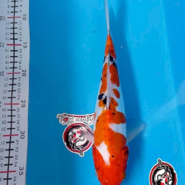 SANKE DOITSU - 29CM - BETINA - KAISAR KOI BLITAR