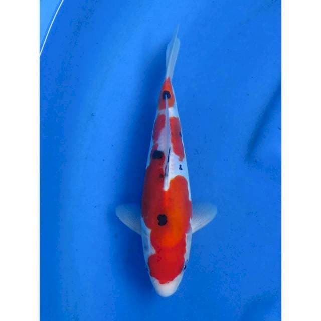 Sanke Doitsu Murni - 24cm