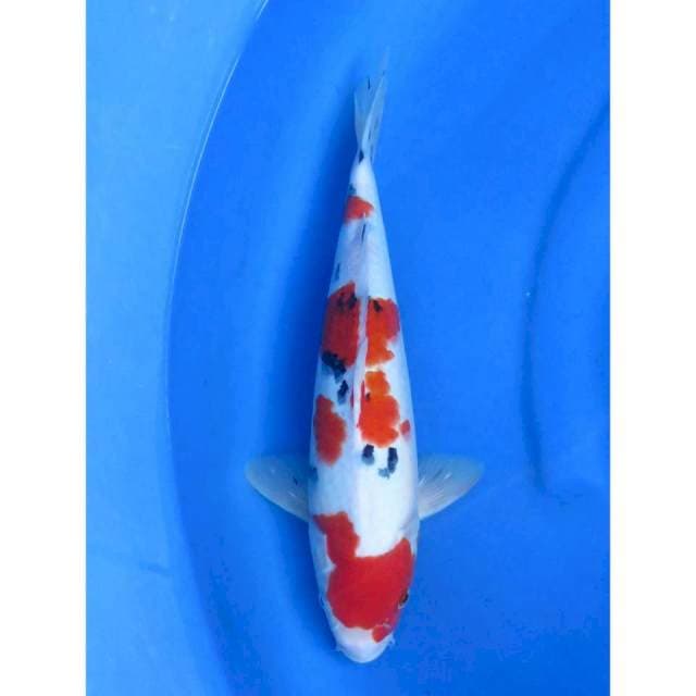 Sanke F1 - 36cm