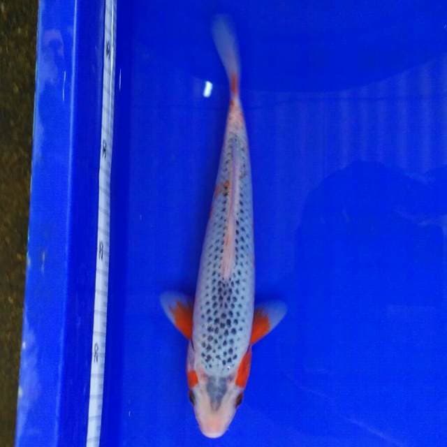 Ashoka C 26cm