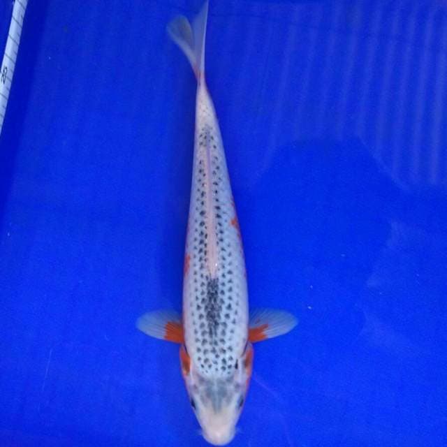 Ashoka male 23cm