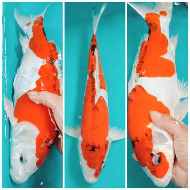 Kiko 38cm