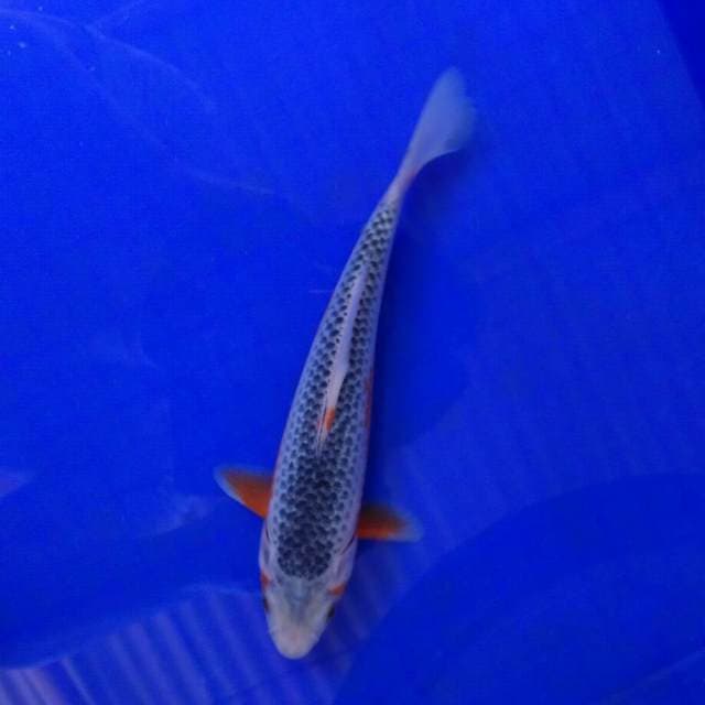 Ashoka D 23cm