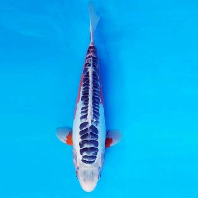 SATORI 15 ~ SHUSUI ™