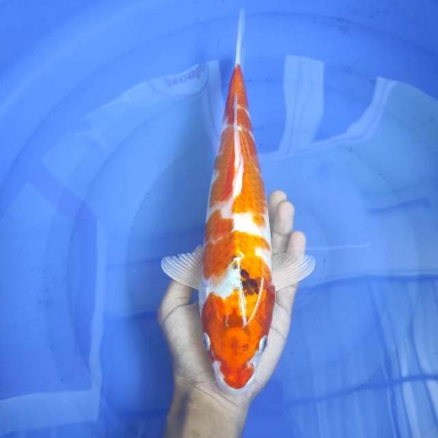 Kujaku 33cm