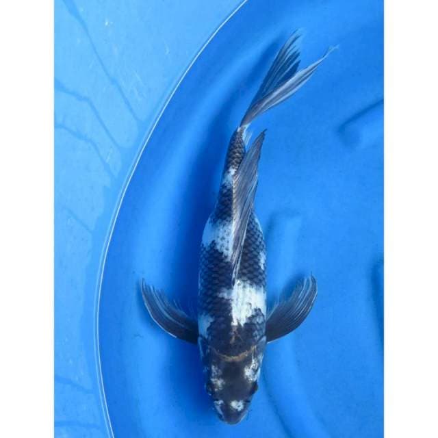 Kumpay Siap Pijah - 50cm