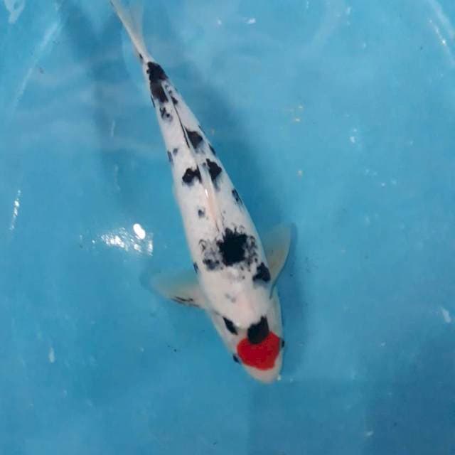 TC. Sanke, Original, Putih, Jantan 30cm