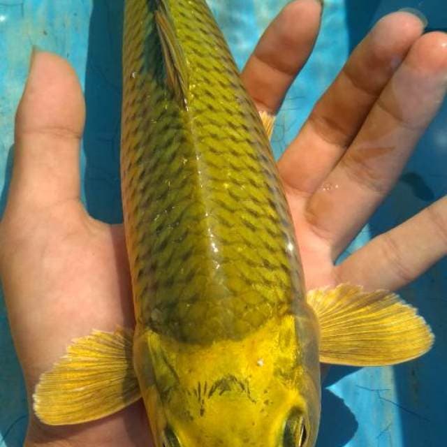 Midori hidung antik, cerah 27cm
