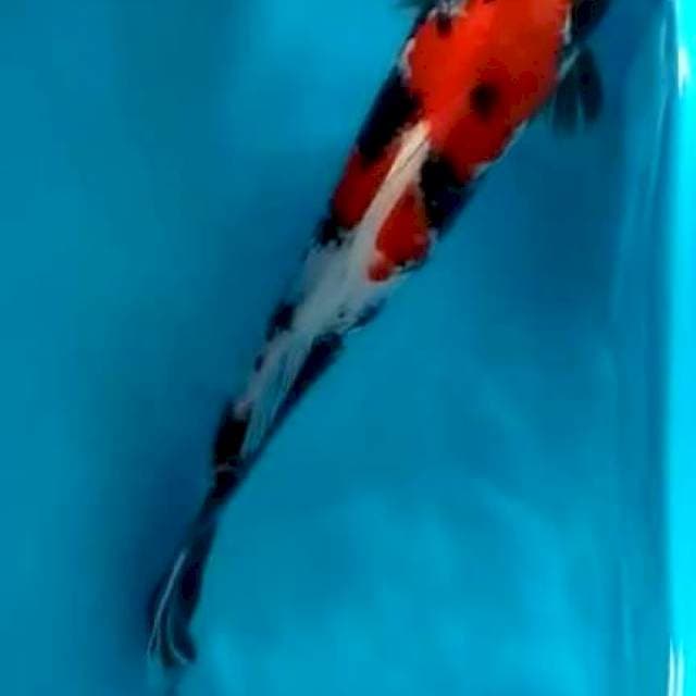 Showa