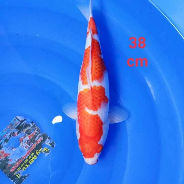 Kohaku patren bagus prospek 38 cm