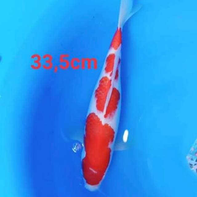 Kohaku kualitas strong 33cm