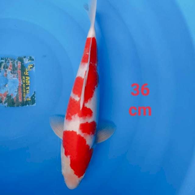 Kohaku strong 36cm
