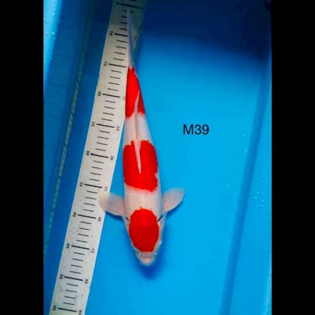 Hulk sandan kohaku ,39cm male