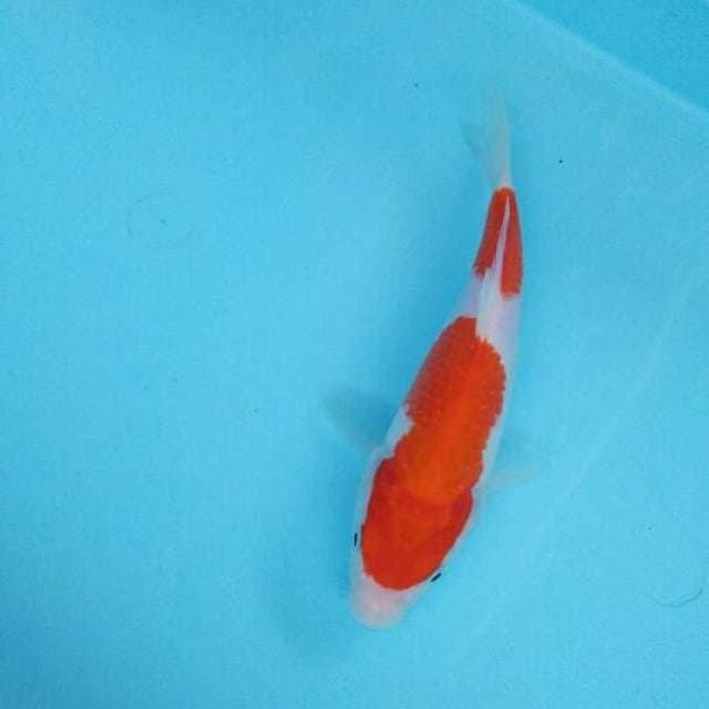 Kohaku Nidan 24cm
