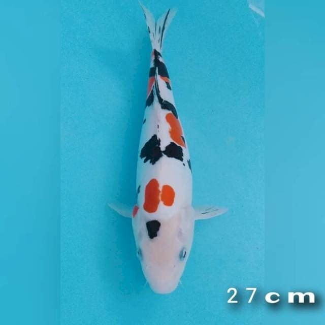 Sanke doidsu 27cm