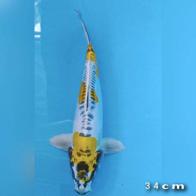 Kiko 34cm