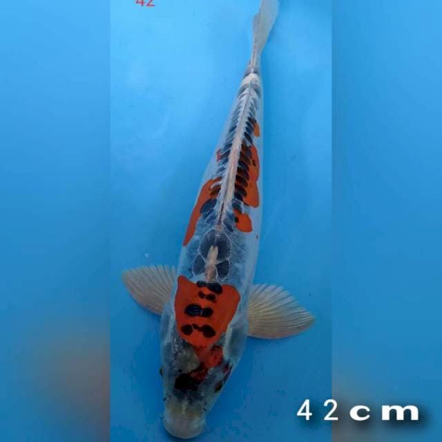 Kojaku doid 42cm