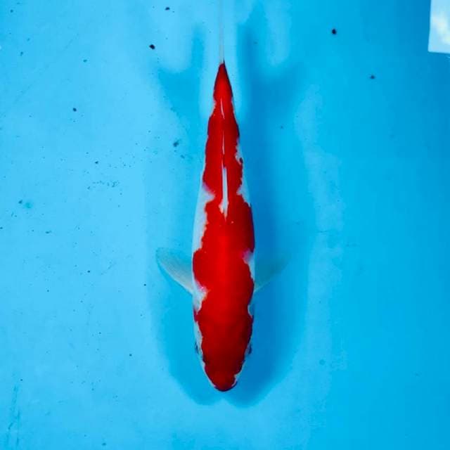 Kohaku, 22 cm