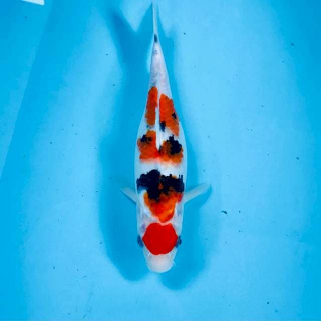 Sanke, 27 cm