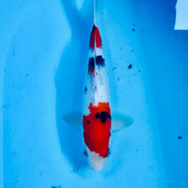 Sanke, 25 cm