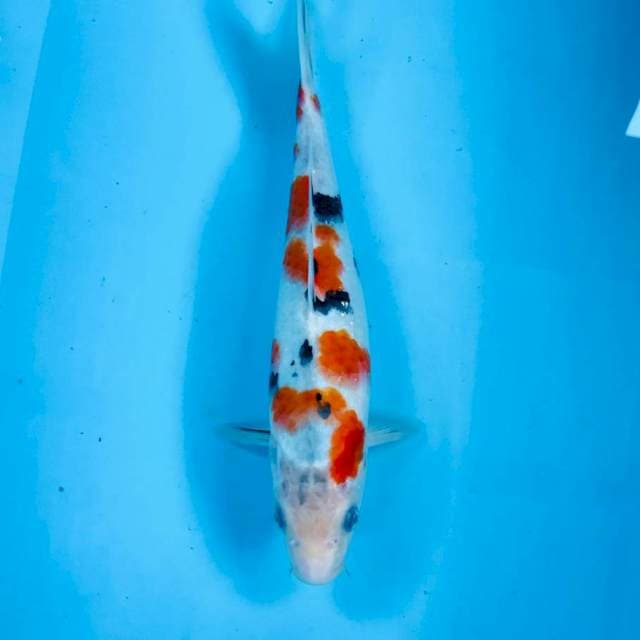 Sanke, 28 cm