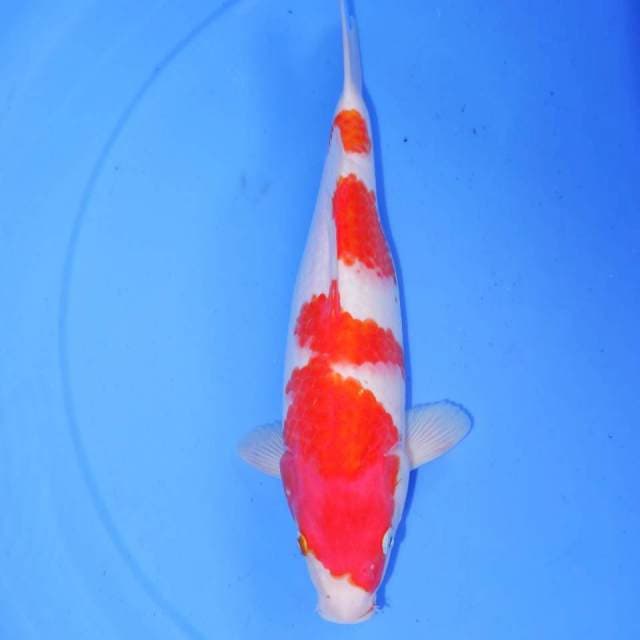 SENKURY KOHAKU 30cm