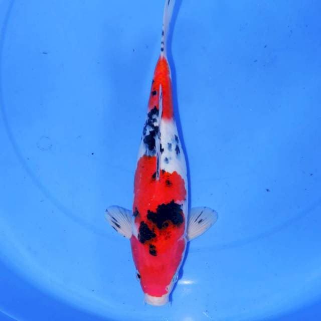 NINDANO SANKE