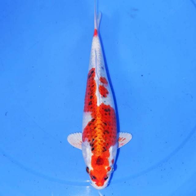 NINJIN KUJAKU 30cm