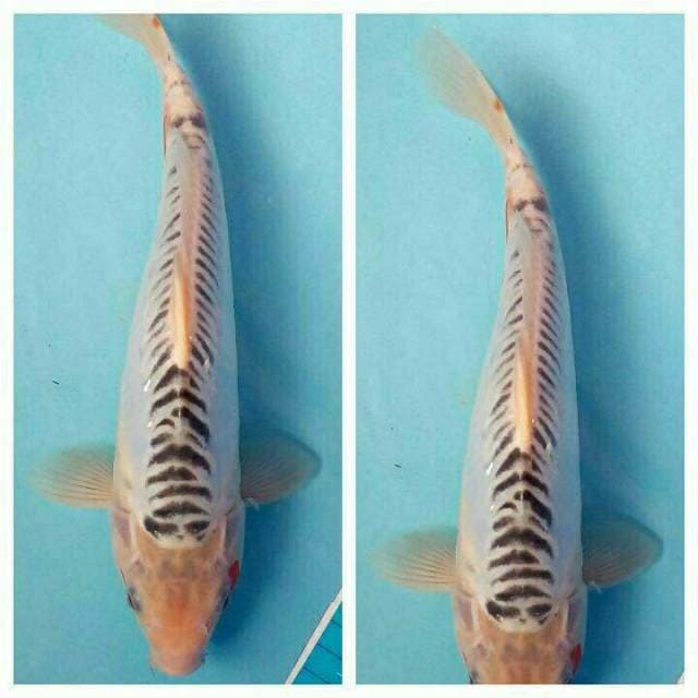 Male Tjap dJempol#1