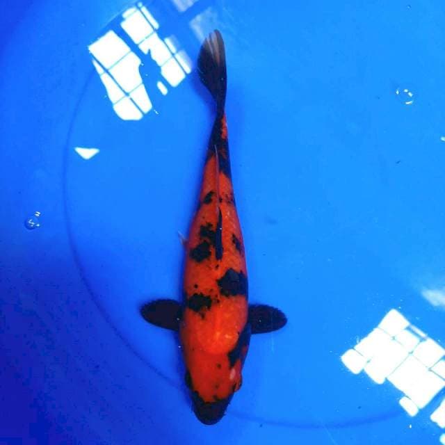 Hi utsuri, 25cm