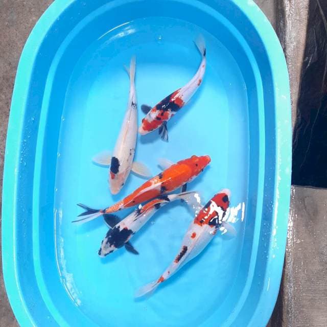 PAKET Showa ,30-35cm