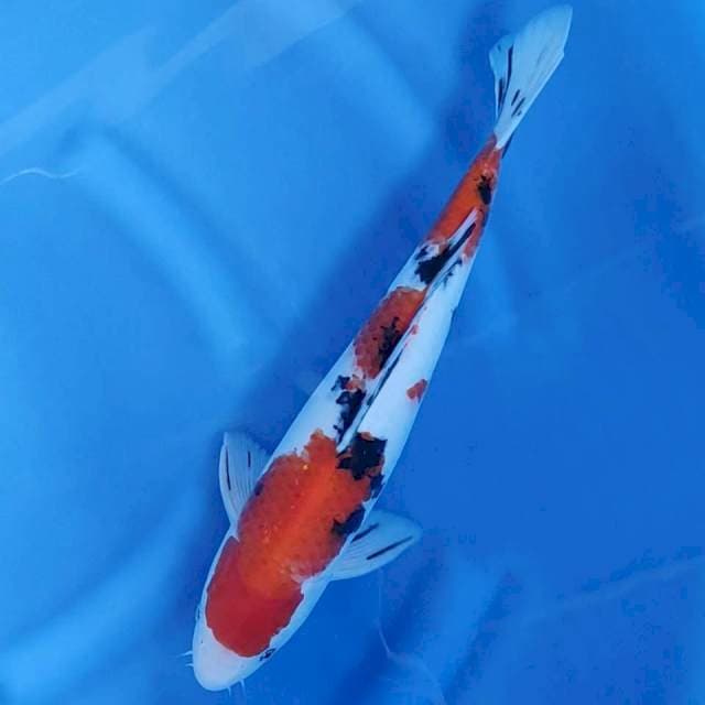 38CM // TAISHO SHANSOKU MALE