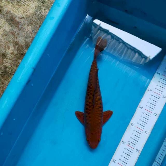 Chagoi 30 cm
